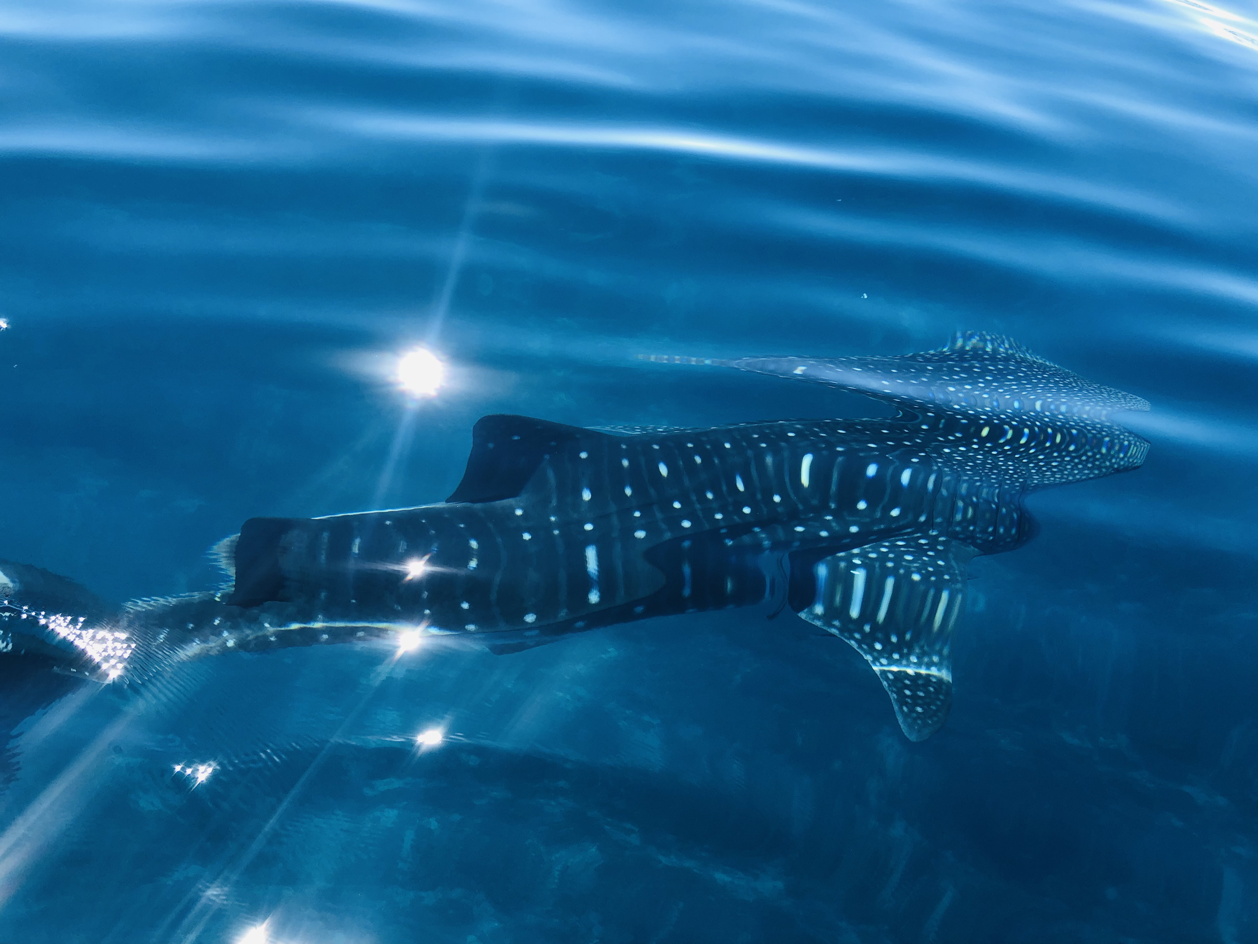 requin3