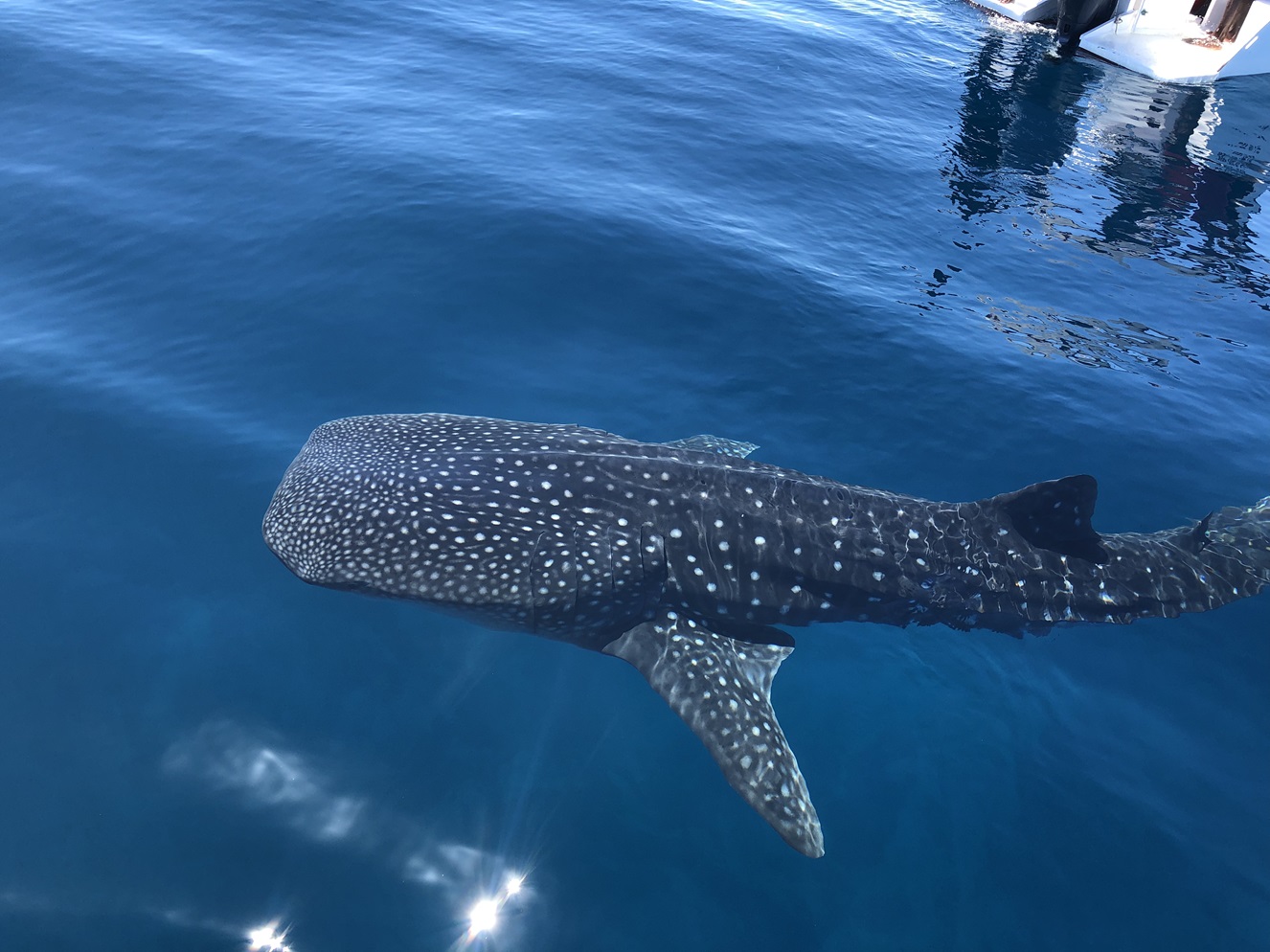 requin1