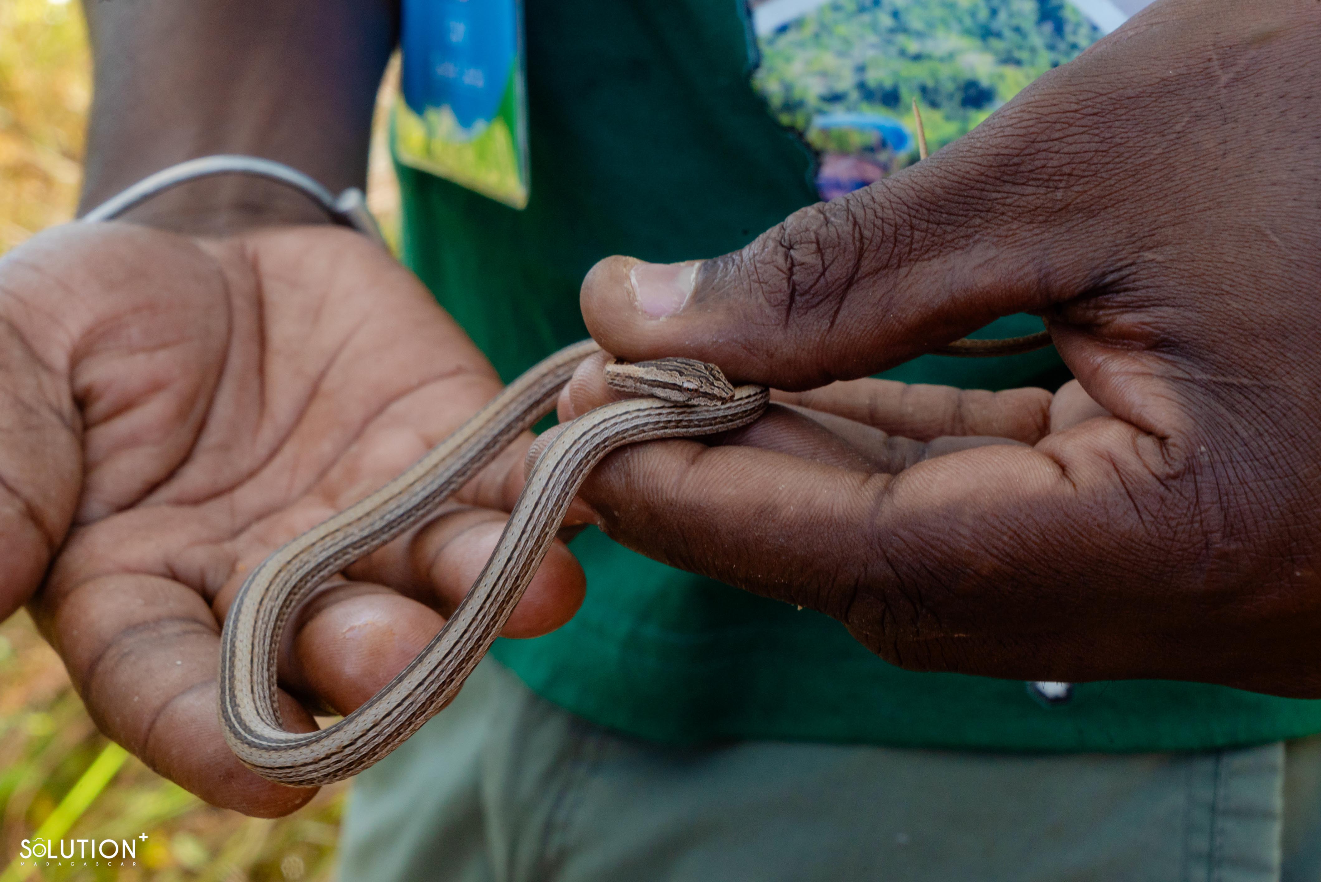 Guide nature