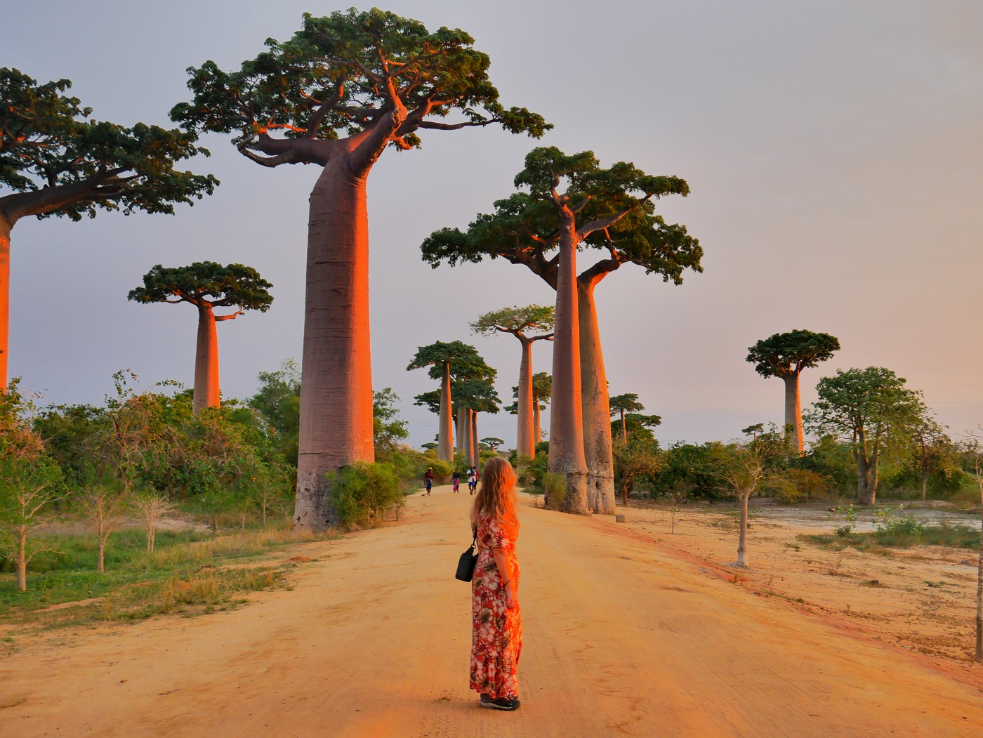 Baobabs